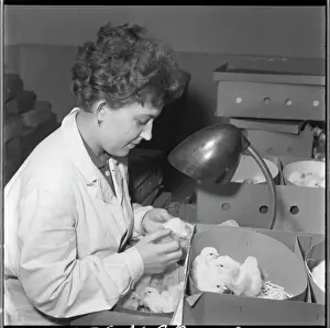 Hatches: Hatchery, hatching, chicks, table lamp, lamp
