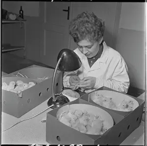 Hatches: Hatchery, hatching, chicks, table lamp, lamp