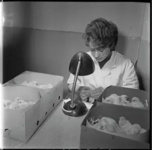 Hatches: Hatchery, hatching, chicks, table lamp, lamp