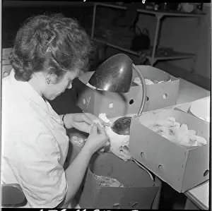 Hatches: Hatchery, hatching, chicks, table lamp, lamp