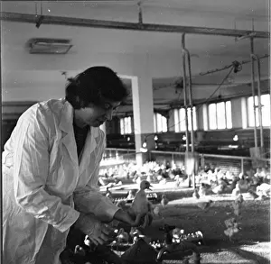 Ludmila: Hatchery, hatching, ducklings, ducklings, ducks, ducklings