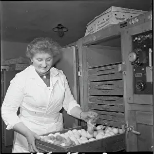 Ludmila: Hatchery, hatching, ducklings, ducklings