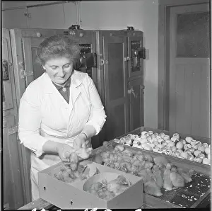Ludmila: Hatchery, hatching, ducklings, ducklings