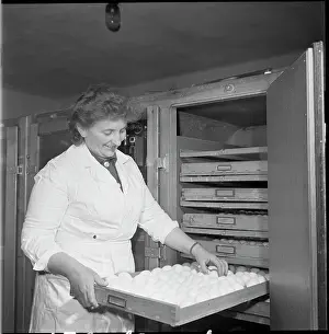 Ludmila: Hatchery, hatching, ducklings, ducklings, eggs, eggs