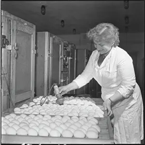Ludmila: Hatchery, hatching, ducklings, ducklings, eggs, eggs
