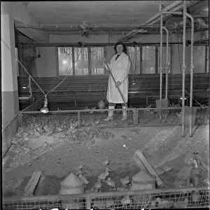 Ludmila: Hatchery, hatching, ducklings, ducklings