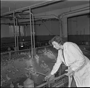 Ludmila: Hatchery, hatching, ducklings, ducklings
