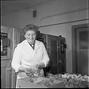 Ludmila: Hatchery, hatching, ducklings, ducklings