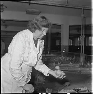 Ludmila: Hatchery, hatching, ducklings, ducklings, ducks