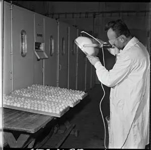 Irradiation: Hatchery, hatching, eggs, eggs, chicks, egg irradiation