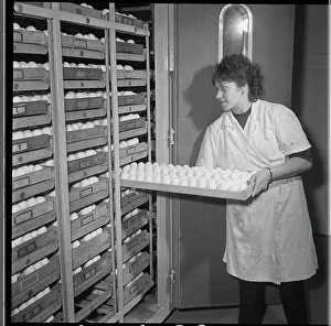 Hatches: Hatchery, hatching, eggs, eggs, chicks
