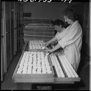 Hatches: Hatchery, hatching, eggs, eggs, chicks