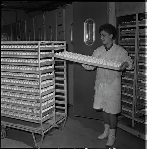 Hatches: Hatchery, hatching, eggs, eggs, chicks