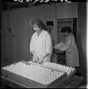Hatches: Hatchery, hatching, eggs, eggs, chicks