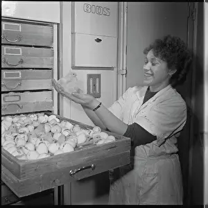 Hatches: Hatchery, hatching, eggs, eggs, chicks, chicken