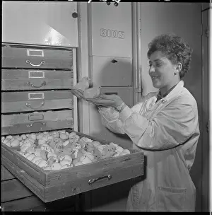 Hatches: Hatchery, hatching, eggs, eggs, chicks, chicken