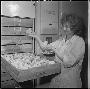 Hatches: Hatchery, hatching, eggs, eggs, chicks, chicken