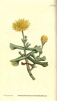 Mesembryanthemum: Hatchet-leav'd fig marigold, Mesembryanthemum dolabriforme