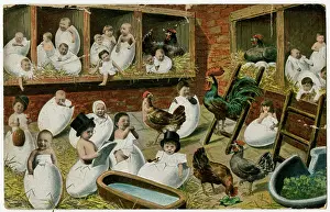 Hatching: HATCHING BABIES