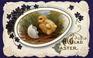 Hatching: Hatching Easter Chick