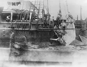 Blubber: HAULING A WHALE IN