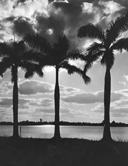 Palms: Hawaii, 1930