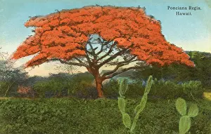 Regia: Hawaii - Delonix regia tree