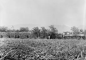 Trainload: Hawaii. A field of harvested sugar cane ?