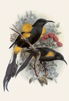 Doves: Hawaii O'O, Noho nobilis
