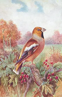 Hawfinch: Hawfinch