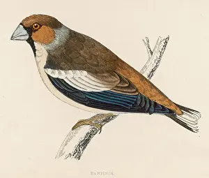 Easily: HAWFINCH