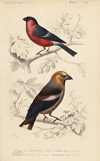 Pyrrhula: Hawfinch, Coccothraustes coccothraustes, and