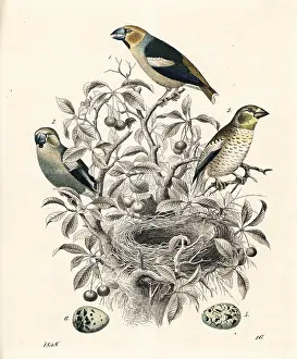 Hawfinch: Hawfinch, Coccothraustes coccothraustes
