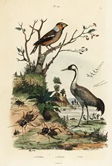 Grus: Hawfinch, crane and crickets