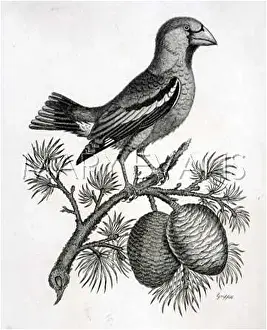 Vulgar: HAWFINCH (GRIFFITH)