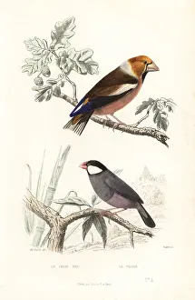 Steel Engraving: Hawfinch and Java sparrow