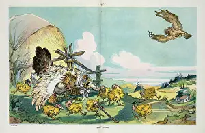 Commoner: The hawk