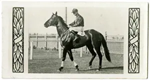 Jockeys: The Hawk, Australian race horse