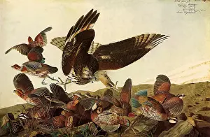 Flees: Hawk and Bobwhites