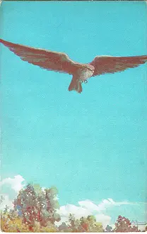 Knoblauch: The Hawk by Edward Knoblauch