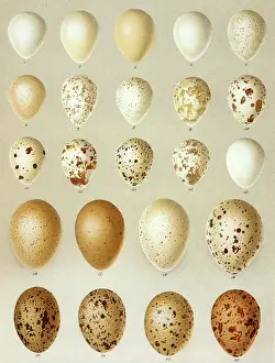 Speckled: Hawk Eggs