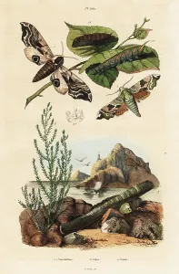 Du Casse: Hawk-moth, razor shell and seablite