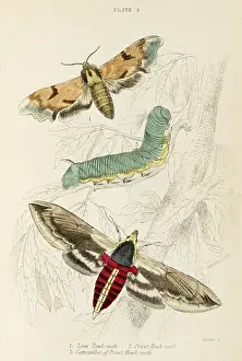 Privet: TWO HAWK MOTHS - 2