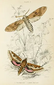 Madder: TWO HAWK MOTHS