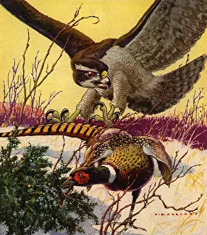 Talons: Hawk Moves in For Kill