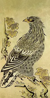 1714: Hawk on Oak Tree