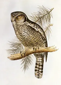 Surnia: Hawk Owl (Surnia ulula)