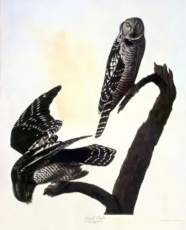 Owls: Hawk Owl (Surnia ulula)
