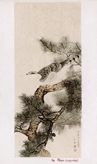 Ukiyo E: Hawk on a pine tree by Maruyama Okyo