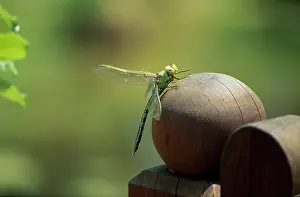 Odonata: Hawker dragonfly